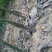 梨树苗双八以上品种齐全种植基地现挖现发价格优惠