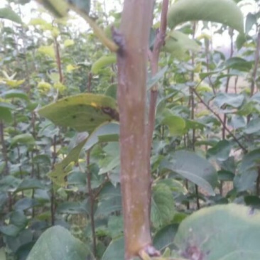 梨树苗双八以上品种齐全种植基地现挖现发价格优惠