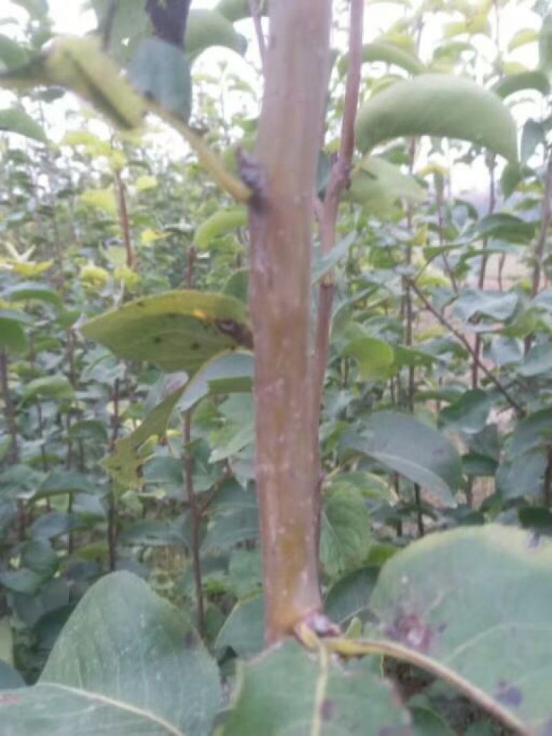 梨树苗双八以上品种齐全种植基地现挖现发价格优惠