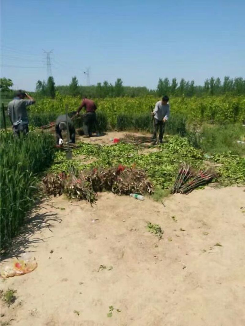 梨树苗双八以上品种齐全种植基地现挖现发价格优惠