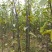 梨树苗双八以上品种齐全种植基地现挖现发价格优惠