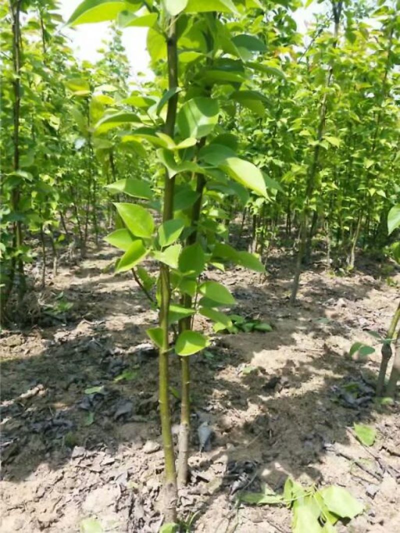 梨树苗双八以上品种齐全种植基地现挖现发价格优惠