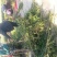 梨树苗双八以上品种齐全种植基地现挖现发价格优惠