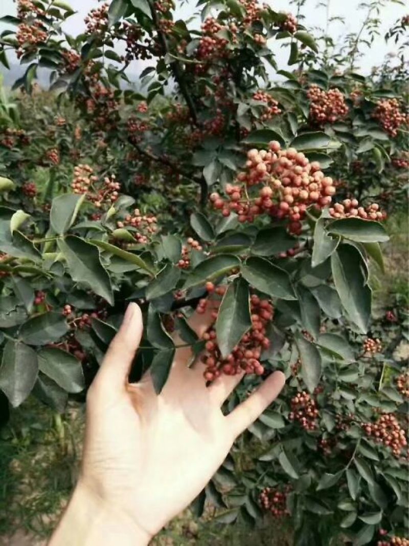 花椒苗大量供应，花椒苗大红袍狮子头品种，价格优惠