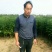 花椒苗大量供应，花椒苗大红袍狮子头品种，价格优惠
