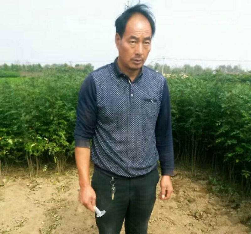 花椒苗大量供应，花椒苗大红袍狮子头品种，价格优惠