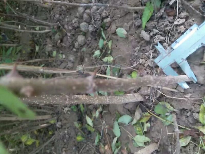 花椒苗大量供应，花椒苗大红袍狮子头品种，价格优惠