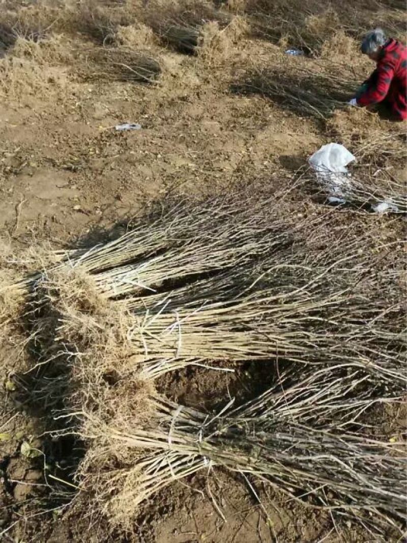 花椒苗大量供应，花椒苗大红袍狮子头品种，价格优惠