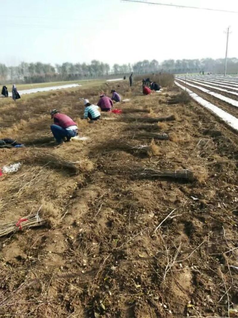 花椒苗大量供应，花椒苗大红袍狮子头品种，价格优惠