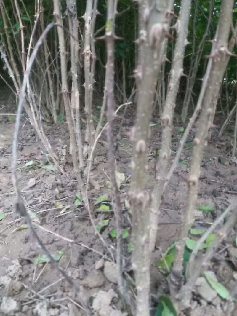 花椒苗大量供应，花椒苗大红袍狮子头品种，价格优惠