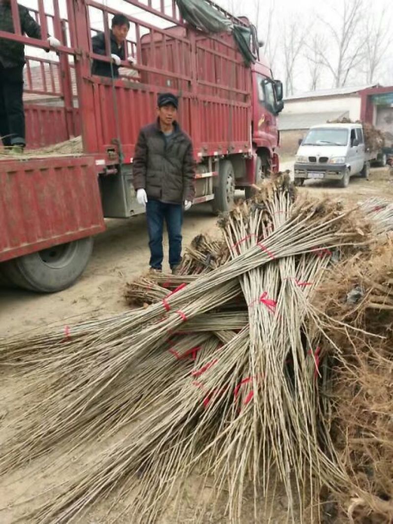 杨树苗规格齐全大叶杨小叶杨树苗河南百亩基地