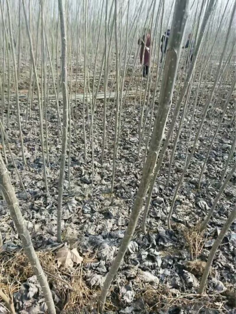 杨树苗规格齐全大叶杨小叶杨树苗河南百亩基地