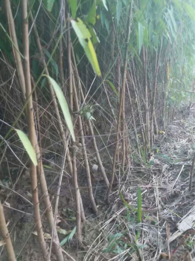 毛桃树苗1-3年苗规格齐全占地桃树嫁接桃树
