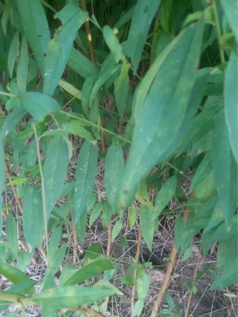 毛桃树苗1-3年苗规格齐全占地桃树嫁接桃树