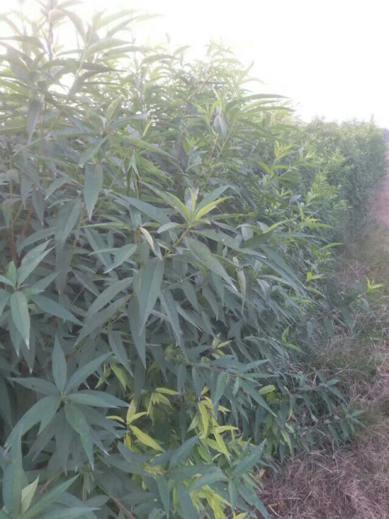 毛桃树苗1-3年苗规格齐全占地桃树嫁接桃树