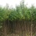 毛桃树苗1-3年苗规格齐全占地桃树嫁接桃树