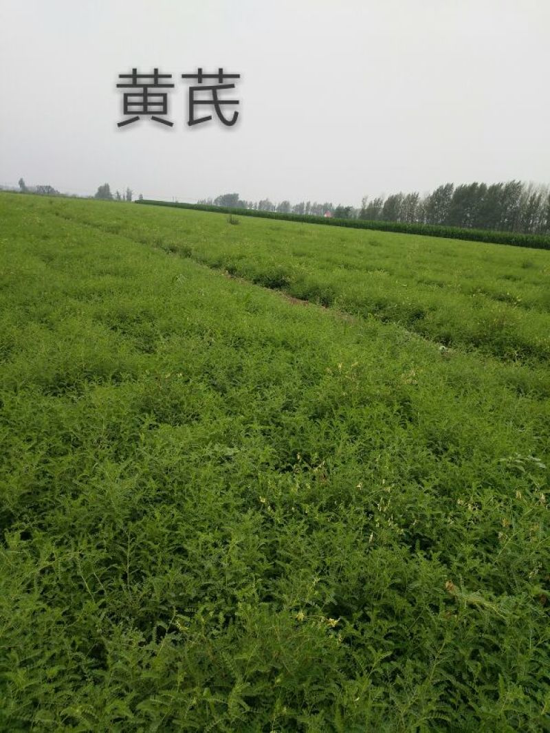 黄芪种子98%以上