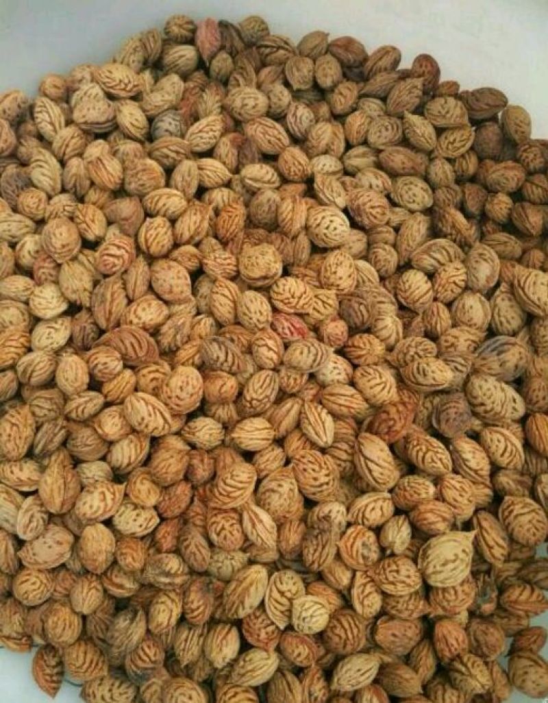 毛桃核