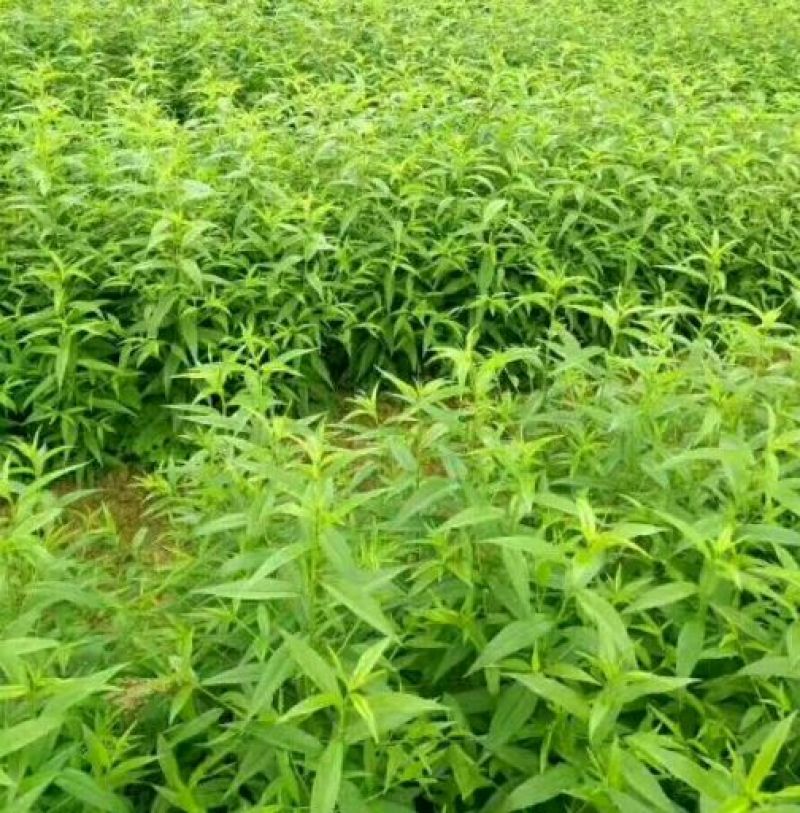毛桃核