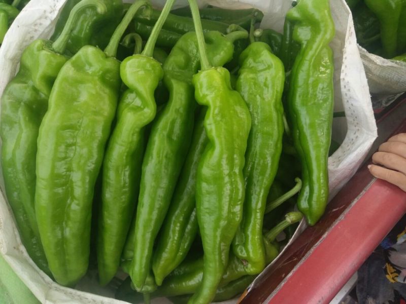 我县有15万亩辣椒品种齐全15-30厘米微辣青