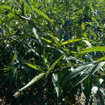 1公分毛桃树苗价格1.5公分桃树原生苗3公分桃树