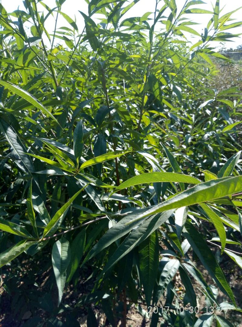 1公分毛桃树苗价格1.5公分桃树原生苗3公分桃树