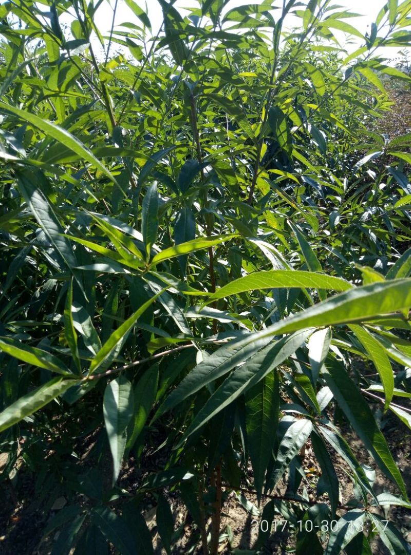 1公分毛桃树苗价格1.5公分桃树原生苗3公分桃树