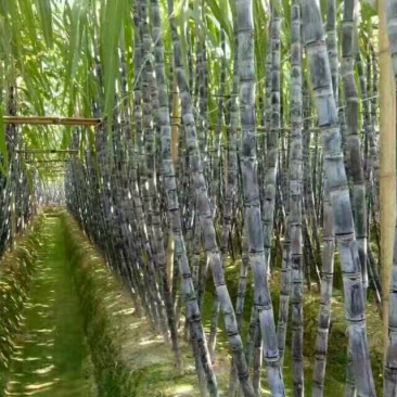 黄皮果蔗4~6斤3~4cm2.5~3米