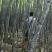 黄皮果蔗4~6斤3~4cm2.5~3米