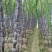 黄皮果蔗4~6斤3~4cm2.5~3米