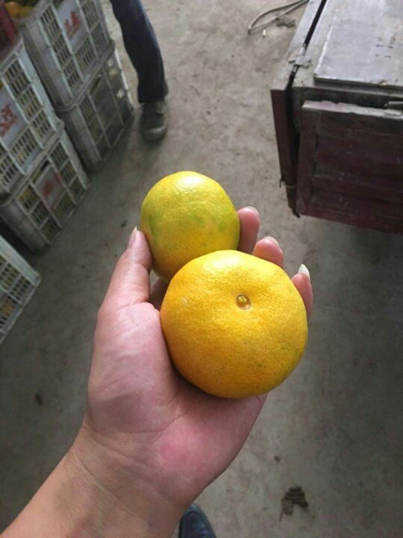 湖北电商特早柑橘宜昌特早蜜橘蜜橘早熟蜜橘，质量很好