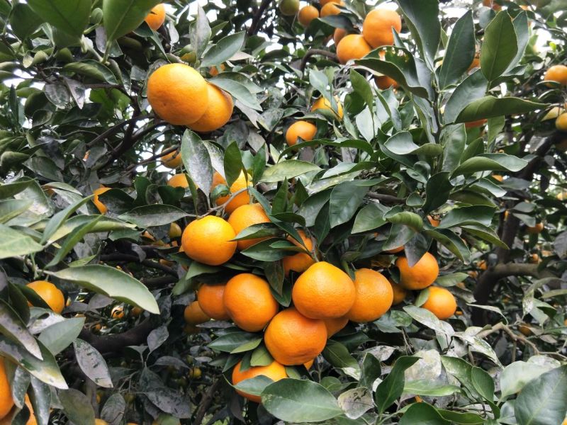 《精品柑橘特早蜜桔叶桔鲜果供应商》皮薄多汁口感甜现摘现买