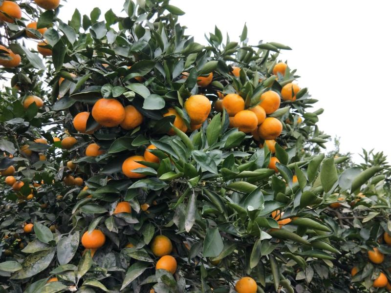 《精品柑橘特早蜜桔叶桔鲜果供应商》皮薄多汁口感甜现摘现买