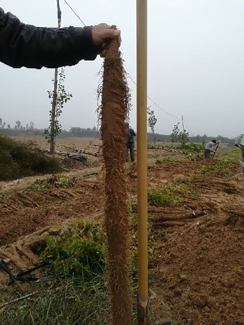 麻山药6~8厘米70~90厘米特级手捡