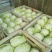 精品黄心白菜精品基地直发量大从优品质保障可视频看货