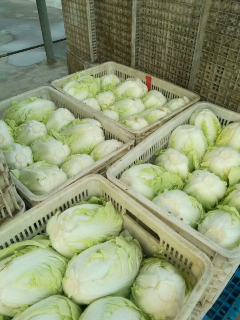 精品黄心白菜精品基地直发量大从优品质保障可视频看货