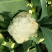 小米粒白面青梗有机菜花2~3斤散花乳白