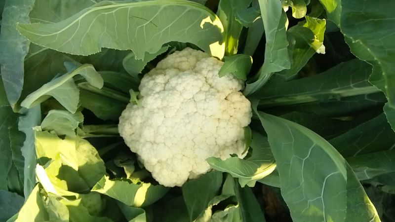 小米粒白面青梗有机菜花2~3斤散花乳白