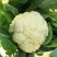小米粒白面青梗有机菜花2~3斤散花乳白