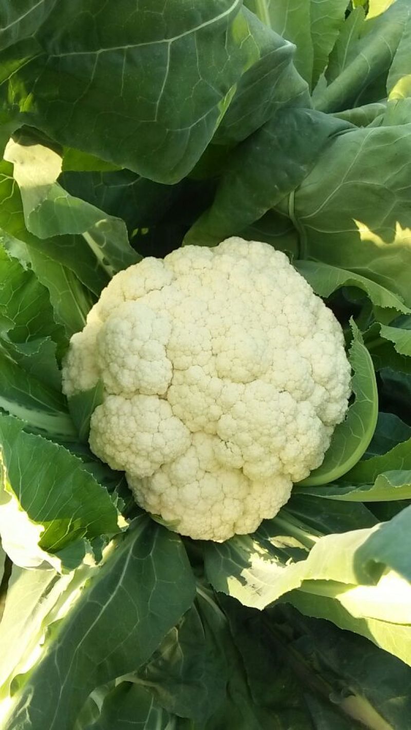 小米粒白面青梗有机菜花2~3斤散花乳白