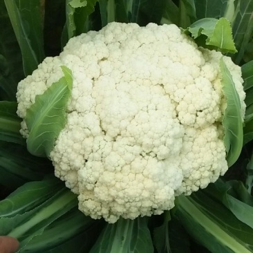 小米粒白面青梗有机菜花2~3斤散花乳白