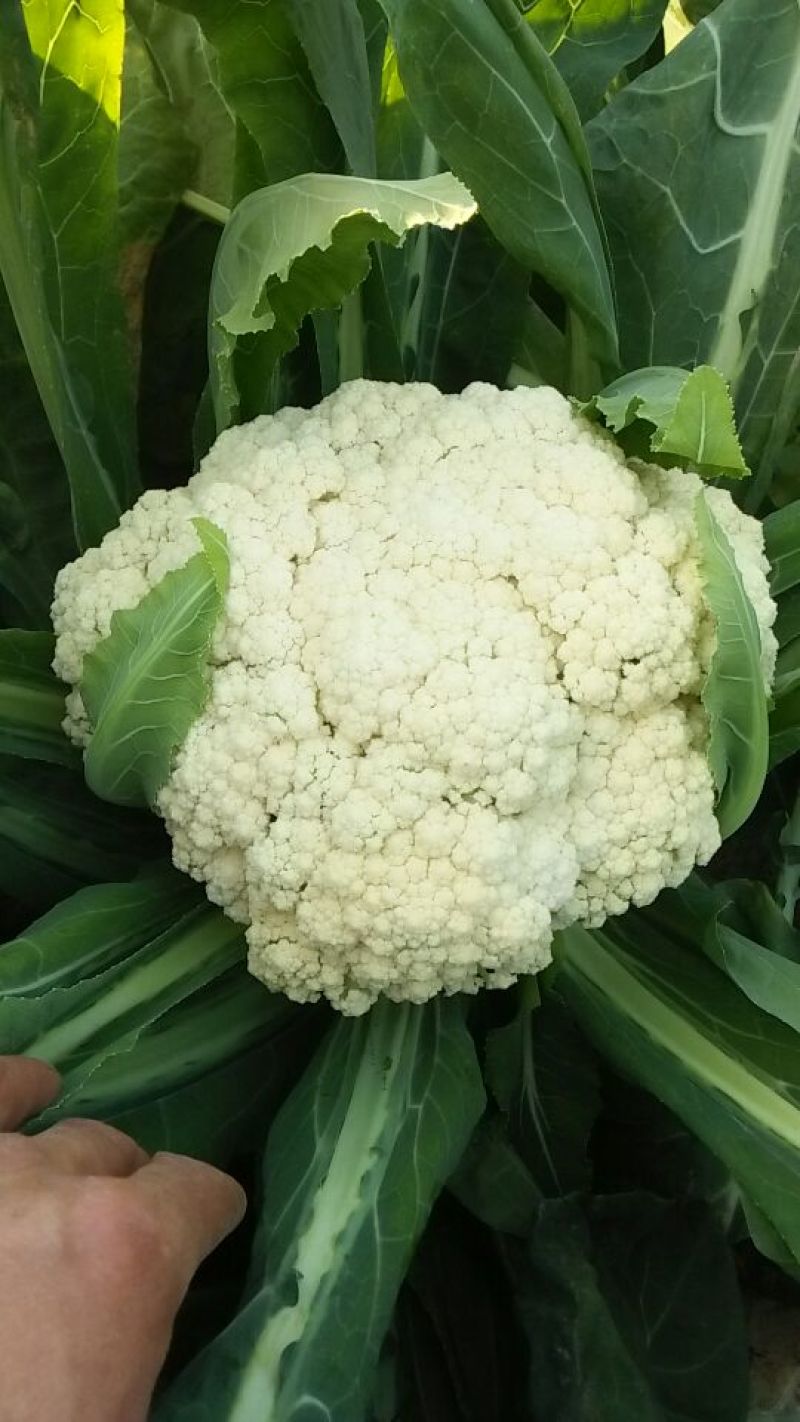 小米粒白面青梗有机菜花2~3斤散花乳白