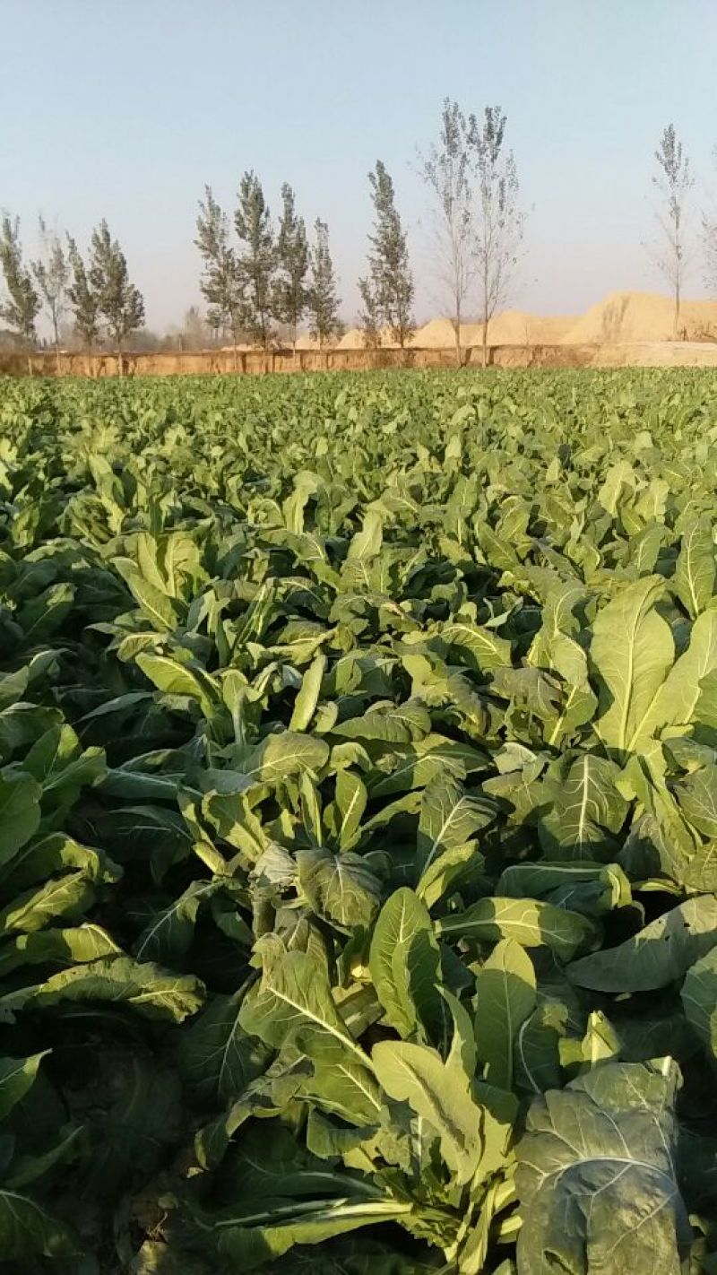 小米粒白面青梗有机菜花2~3斤散花乳白
