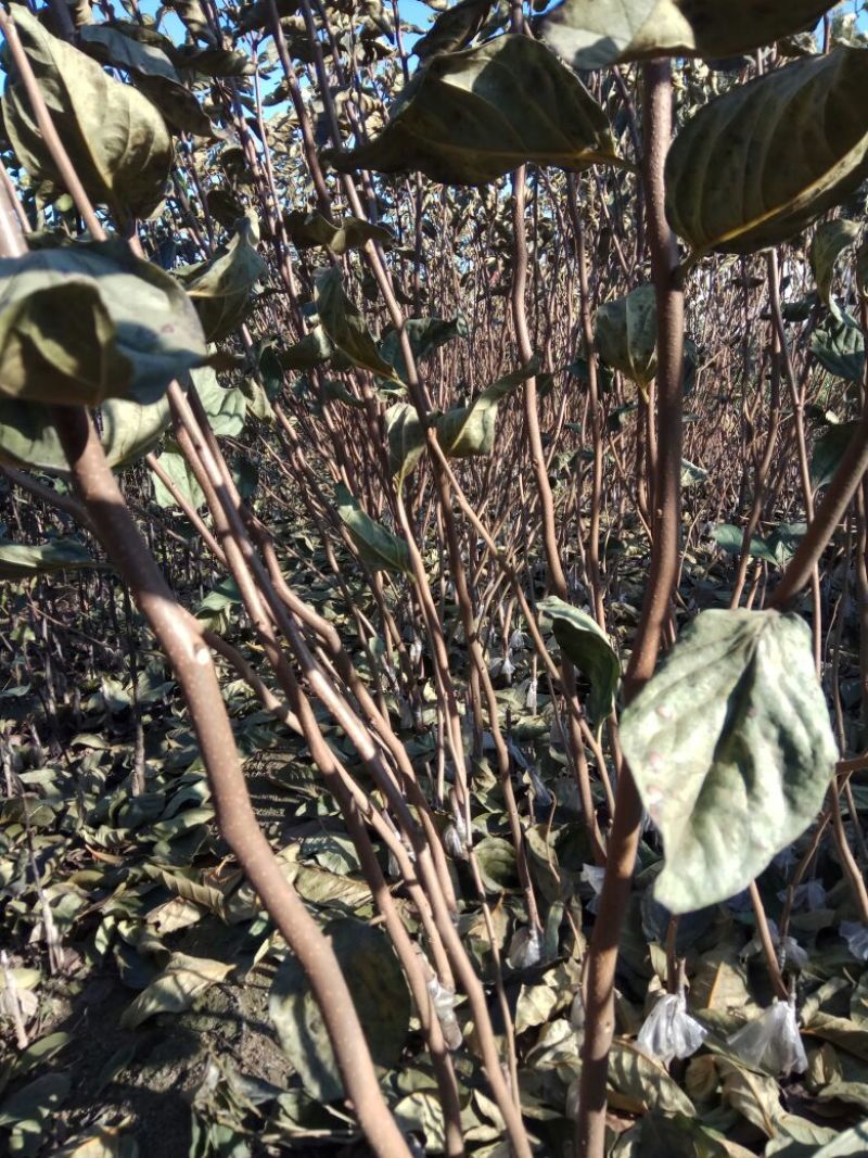 阳丰甜柿子树苗果肉脆甜，无涩味，即