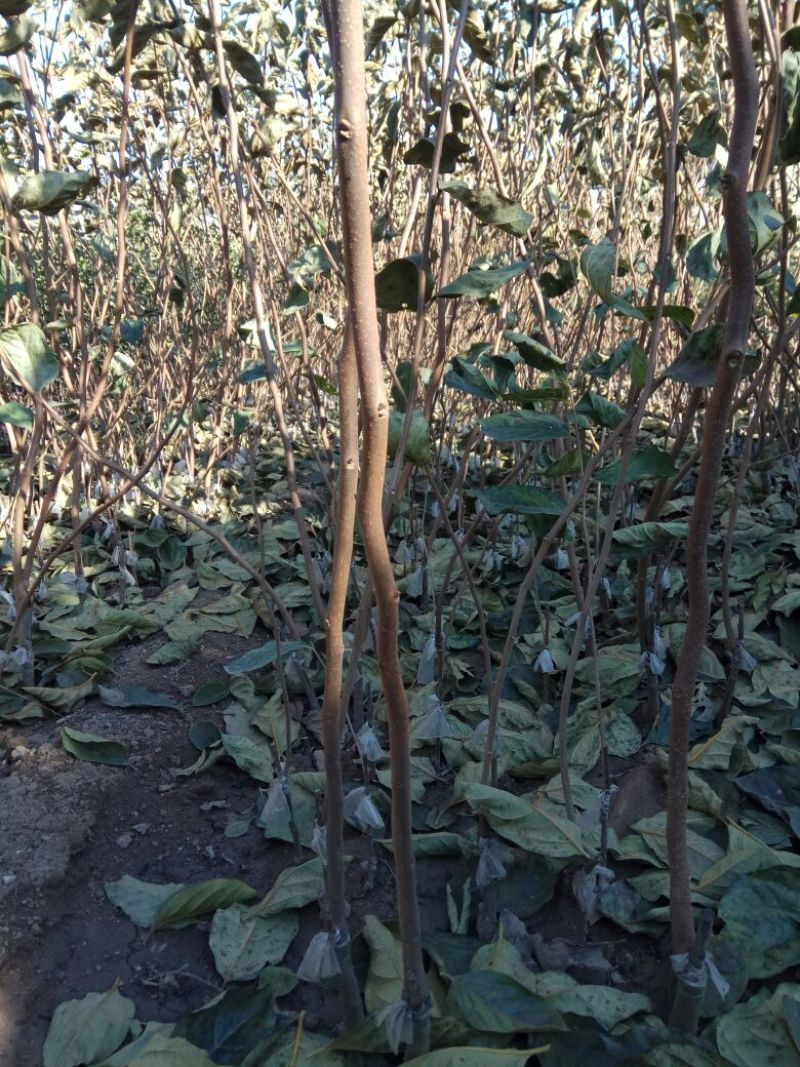 阳丰甜柿子树苗果肉脆甜，无涩味，即