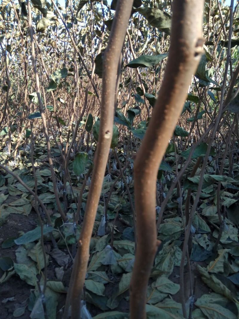 阳丰甜柿子树苗果肉脆甜，无涩味，即