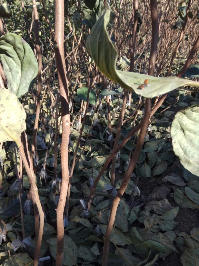 阳丰甜柿子树苗果肉脆甜，无涩味，即