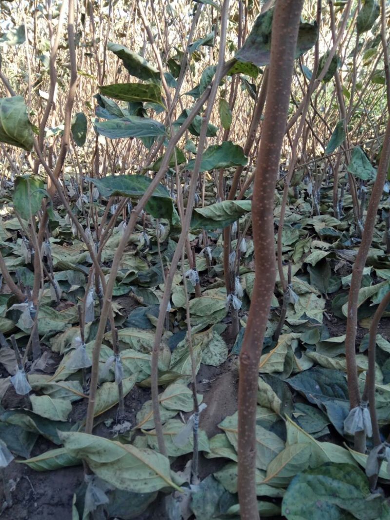 阳丰甜柿子树苗果肉脆甜，无涩味，即