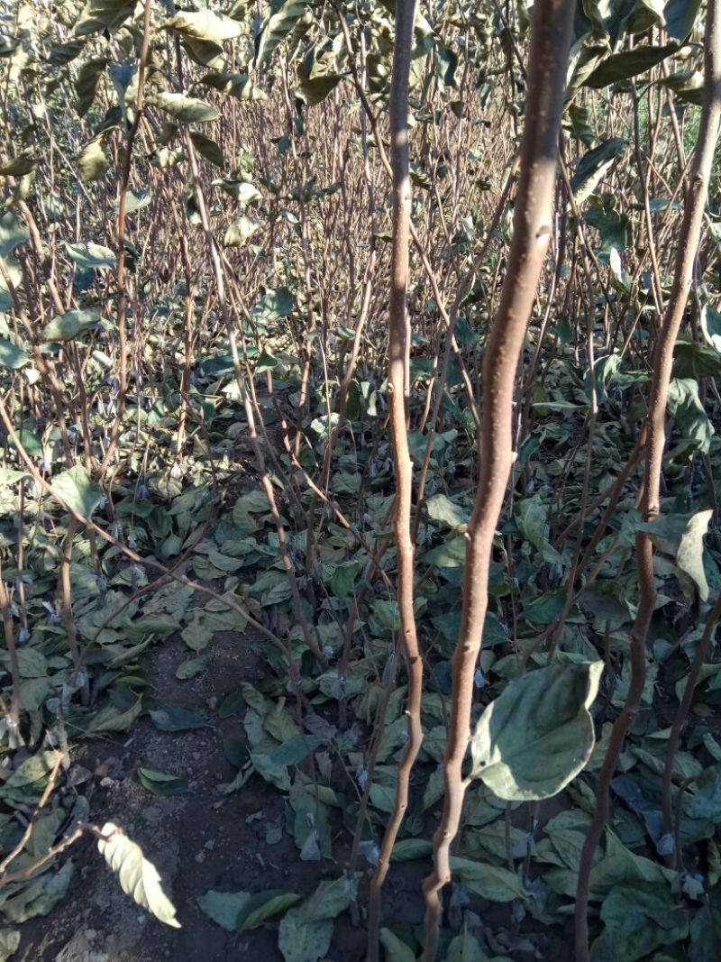 阳丰甜柿子树苗果肉脆甜，无涩味，即