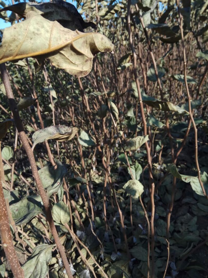 阳丰甜柿子树苗果肉脆甜，无涩味，即
